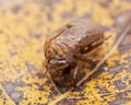 Cicada nymph shell exuvum. Periodical cicada emergence. Metamorphosis Nymphs exoskeleton. Larva hatch shell. Royalty Free Stock Photo