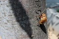 Cicada Royalty Free Stock Photo