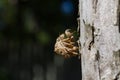 Cicada nymph shell, Japan. Royalty Free Stock Photo