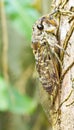 Cicada (order Hemiptera,suborder Auchenorrhyncha). Royalty Free Stock Photo