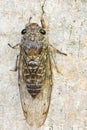 Cicada (order Hemiptera,suborder Auchenorrhyncha). Royalty Free Stock Photo