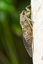 Cicada (order Hemiptera,suborder Auchenorrhyncha). Royalty Free Stock Photo