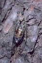 Cicada orni, male specimen