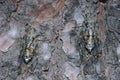 Cicada orni, two specimens on a trunk
