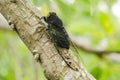 Cicada Palooza On A Avocado Tree Branch