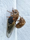 Cicada Party of Three Royalty Free Stock Photo
