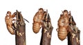 Cicada peel of molting isolated on white background Royalty Free Stock Photo