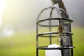 Cicada perched on a lamp after rain on green background