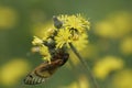 Cicada perched on small yellow flowers 2 - Magicicada