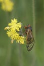 Cicada perched on small yellow flowers - Magicicada
