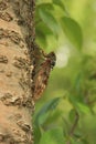 Cicada perched on a tree