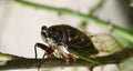 Cicada perched on tree rose in japanese garden