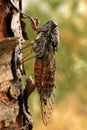 Cicada on a pine Royalty Free Stock Photo