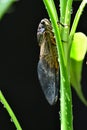 Cicada and plant