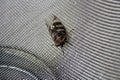 Cicada (Platypleura octoguttata) on wire mesh : (pix Sanjiv Shukla)