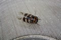 Cicada (Platypleura octoguttata) on wire mesh : (pix Sanjiv Shukla)