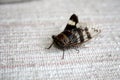 Cicada (Platypleura octoguttata) on wire mesh : (pix Sanjiv Shukla)