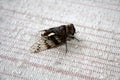 Cicada (Platypleura octoguttata) on wire mesh : (pix Sanjiv Shukla)