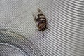 Cicada (Platypleura octoguttata) on wire mesh : (pix Sanjiv Shukla)