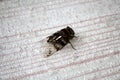 Cicada (Platypleura octoguttata) on wire mesh : (pix Sanjiv Shukla)