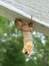 Cicada Popping out