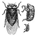 Cicada Pruinosa, vintage illustration Royalty Free Stock Photo