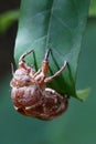 A cicada pupa on a green leaf