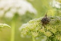 Cicada resting on wild carrot flower head Royalty Free Stock Photo