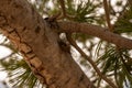 Cicada Rests on Limb of PiÃ±on Pine Tree Royalty Free Stock Photo