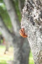 Cicada`s shell attached to the tree Royalty Free Stock Photo