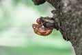 Cicada`s shell attached to the tree Royalty Free Stock Photo