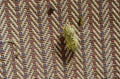 Cicada seek for mate in summer night hanging on bamboo mat