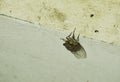 Cicada seek for mate in summer night hanging on wall