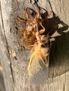 Cicada Sees His Shadow Royalty Free Stock Photo