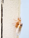 Cicada seventeen year - newly molted