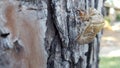 Cicada sheds on a pine side angle golden Royalty Free Stock Photo