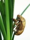 Cicada shell Royalty Free Stock Photo