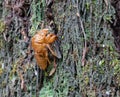 Cicada shell on Kaitoke Hot Springs Track Royalty Free Stock Photo