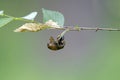 A Cicada Shell Hanging Upside Down - Magicicada