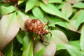 Cicada shell isolated on green leaves background. Top view Royalty Free Stock Photo