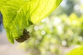 Cicada shell on leaf