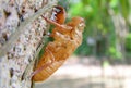 Cicada shell moult on tree Royalty Free Stock Photo