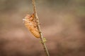 Cicada shell Royalty Free Stock Photo