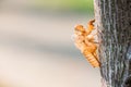 Cicada shell Royalty Free Stock Photo