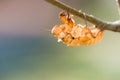 Cicada shell Royalty Free Stock Photo