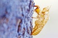 Cicada shell moult Royalty Free Stock Photo