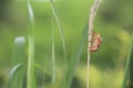 Cicada shell Royalty Free Stock Photo