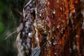 Cicada Shell on Sappy Tree Royalty Free Stock Photo