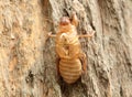 Cicada shell (Thailand) Royalty Free Stock Photo