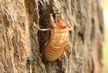 Cicada shell (Thailand) Royalty Free Stock Photo